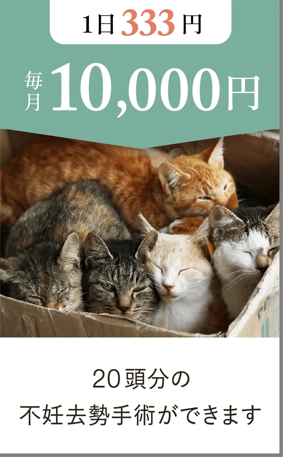 毎月10,000円（1日333円）では、20頭分の不妊去勢手術ができます