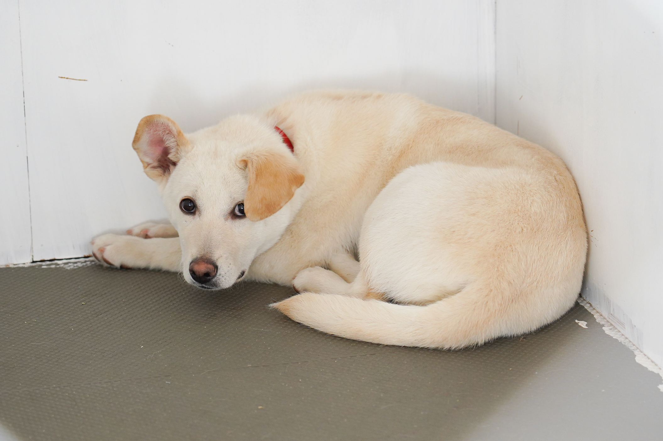 「祝！保護犬かいくん、正式譲渡となりました！」 - 一般財団法人 犬猫生活福祉財団