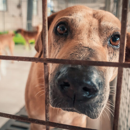 保護犬ってどんな子 どこから来るの 一般財団法人 犬猫生活福祉財団