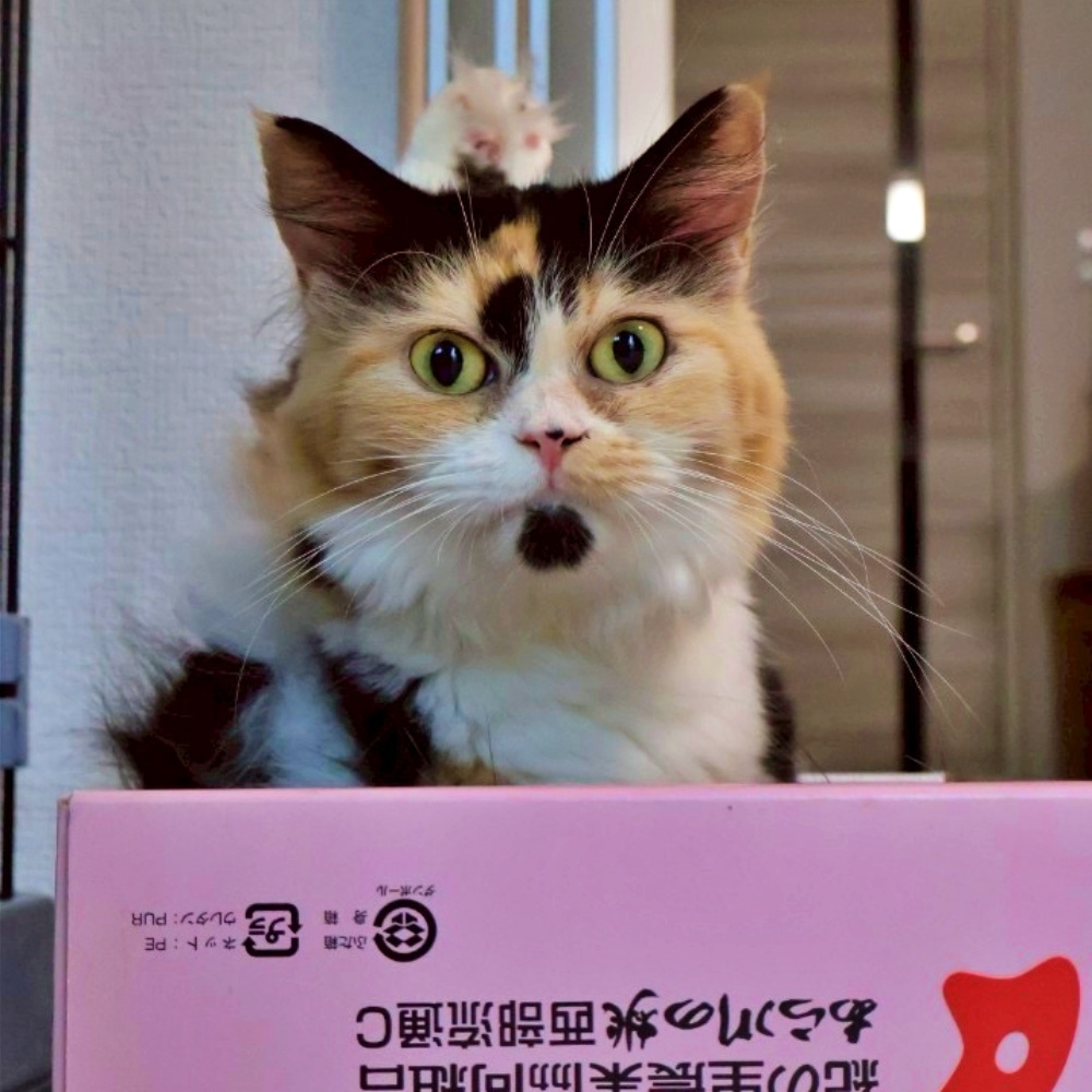 adoptions-sliderの3枚目