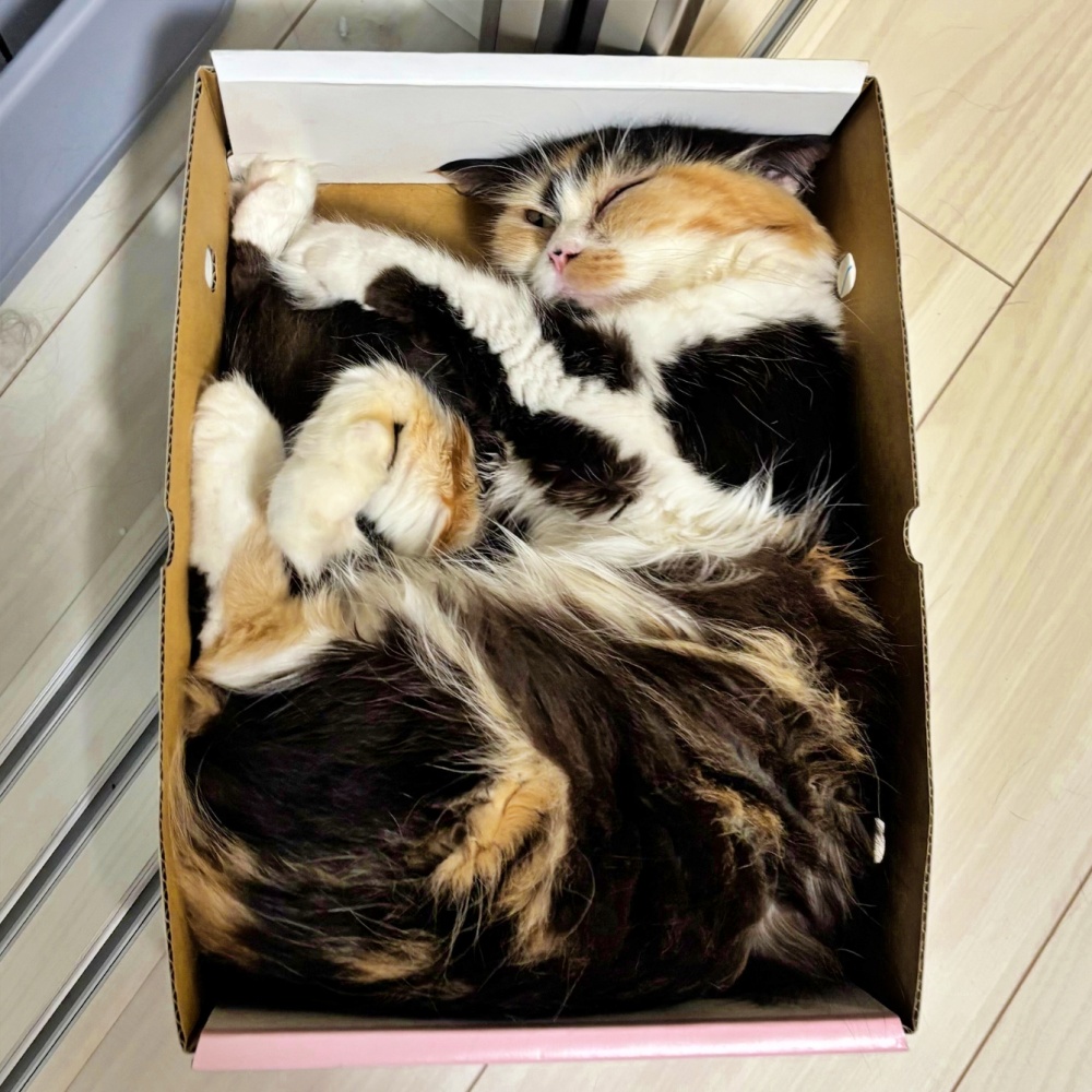 adoptions-sliderの5枚目